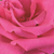 Rose - Rosiers hybrides de thé - Lancôme